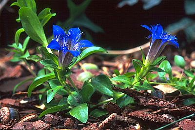 Gentiana septemfida var. lagodechiana