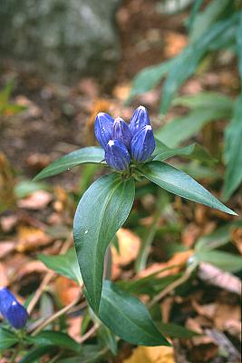 Gentiana andrewsii