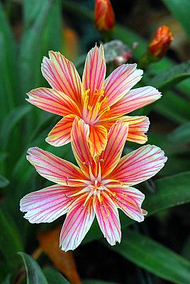 Lewisia 'Little Plum'