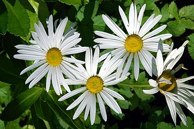 Nipponanthemum nipponicum