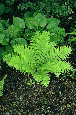 Osmunda claytonia