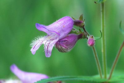 Penstemon smallii
