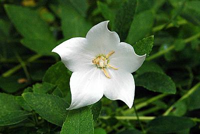 Platycodon grandiflorus 'Fuji White'