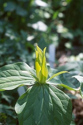 Trillium luteum