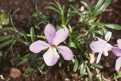 Viola pedata