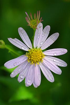 Kalimeris incisa 'Blue Star'