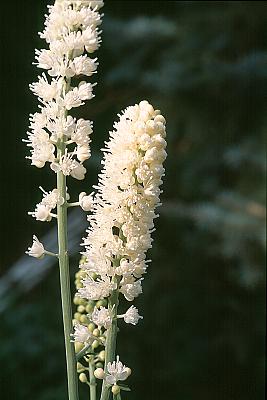 Cimicifuga simplex 'White Pearl'