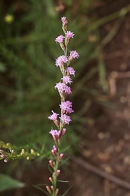 Liatris microcephala