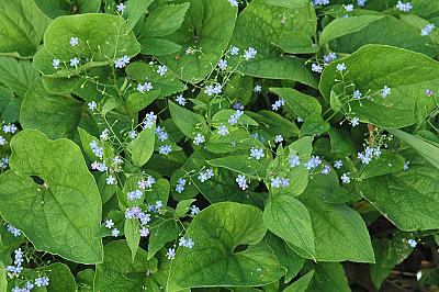 Brunnera macrophylla