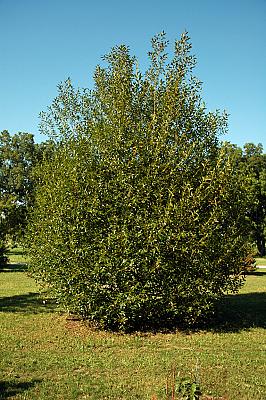 Salix pentandra
