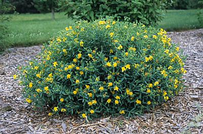 Hypericum 'Cfflpc-1' PPAF (Blue Velvet [TM])