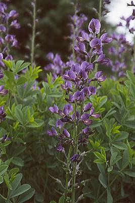 Baptisia australis