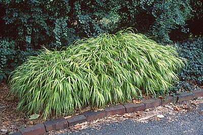 Hakonechloa macra 'Aureola'