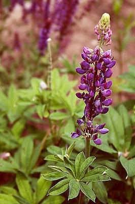 Lupinus perennis
