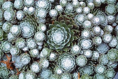 Sempervivum arachnoideum