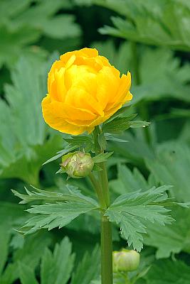 Trollius chinensis 'Golden Queen'