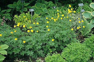 Trollius x cultorum 'Orange Globe'