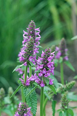 Stachys officinalis 'Hummelo'