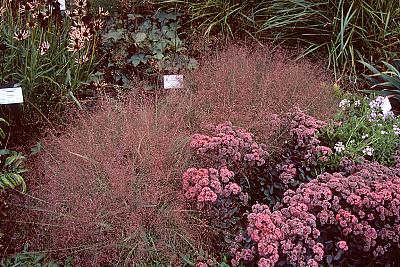 Eragrostis spectabilis