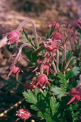 Geum triflorum