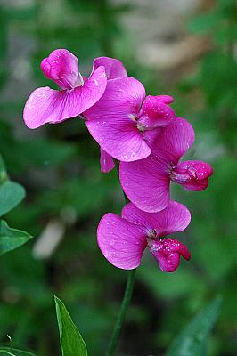 Lathyrus latifolius 'Red Pearl'